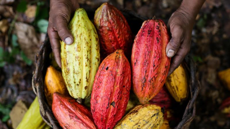 Medida foi integrada à Política Nacional de Incentivo à Produção de Cacau de Qualidade.