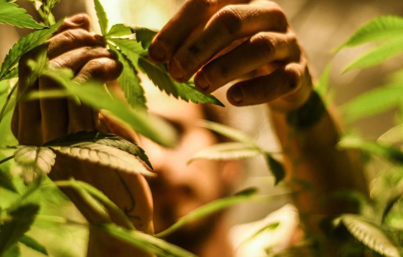 Norma autoriza novas vias de administração e amplia acesso a medicamentos com THC acima de 0,2%.