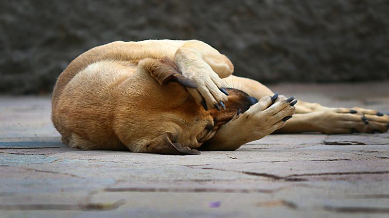 Discussão ganhou ainda mais relevância após episódios recentes de violência contra cães.