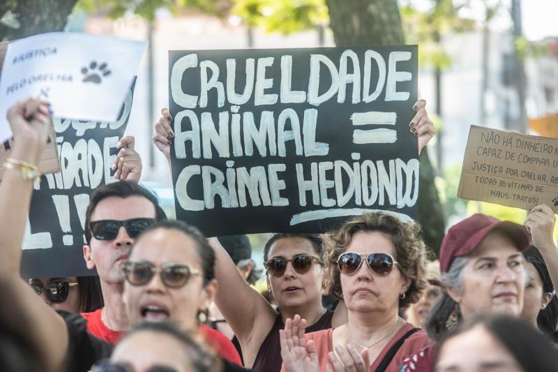 Milhares de manifestantes em todo o país saíram às ruas para cobrar punição por maus-tratos a a animais.