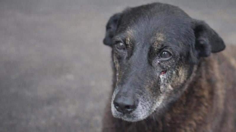 Crimes bárbaros cometidos por adolescentes exigem responsabilização, mas também políticas públicas de prevenção e formação cidadã.