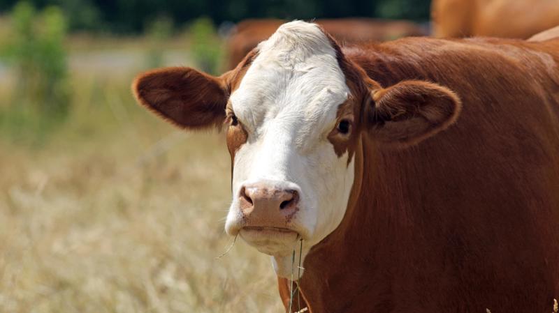 A desinformação é o retrato de uma geração distraída.