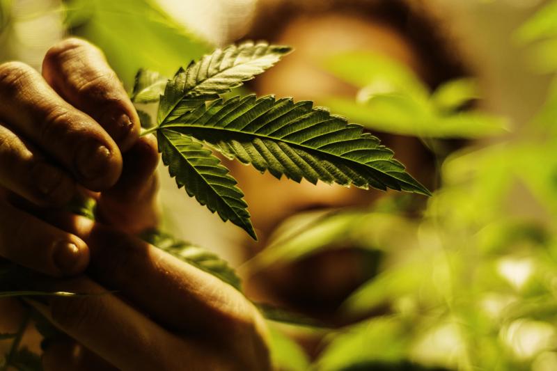 Regra exige rastreabilidade por lote e análise do teor de THC em cada cultivo.