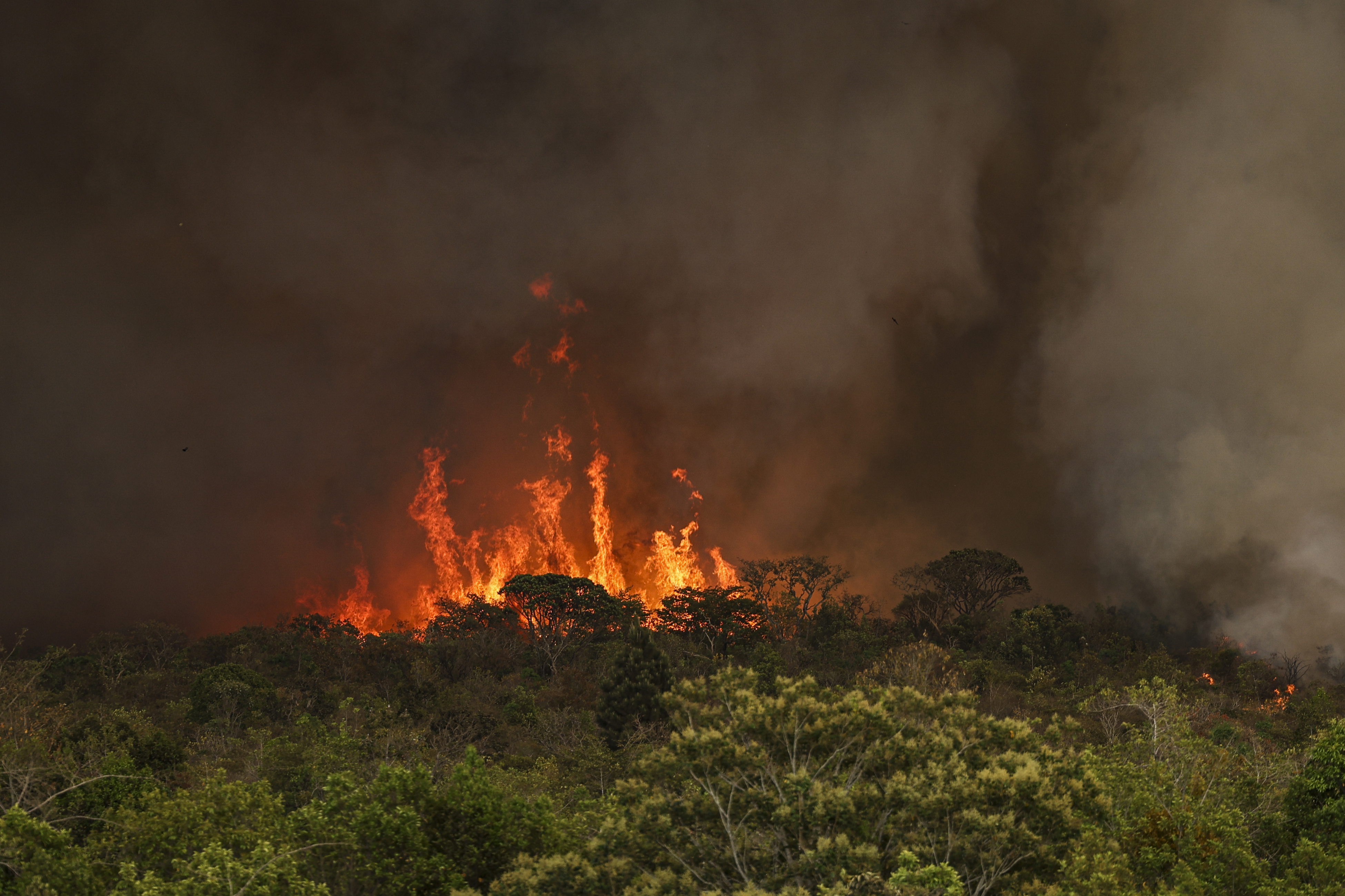 O projeto foi apresentado durante a crise de incêndios florestais do último ano.